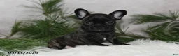Frenchton dogs for sale: Forrest - Ad 4