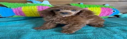 Miniature Poodle dogs for sale: Beau - Ad 1