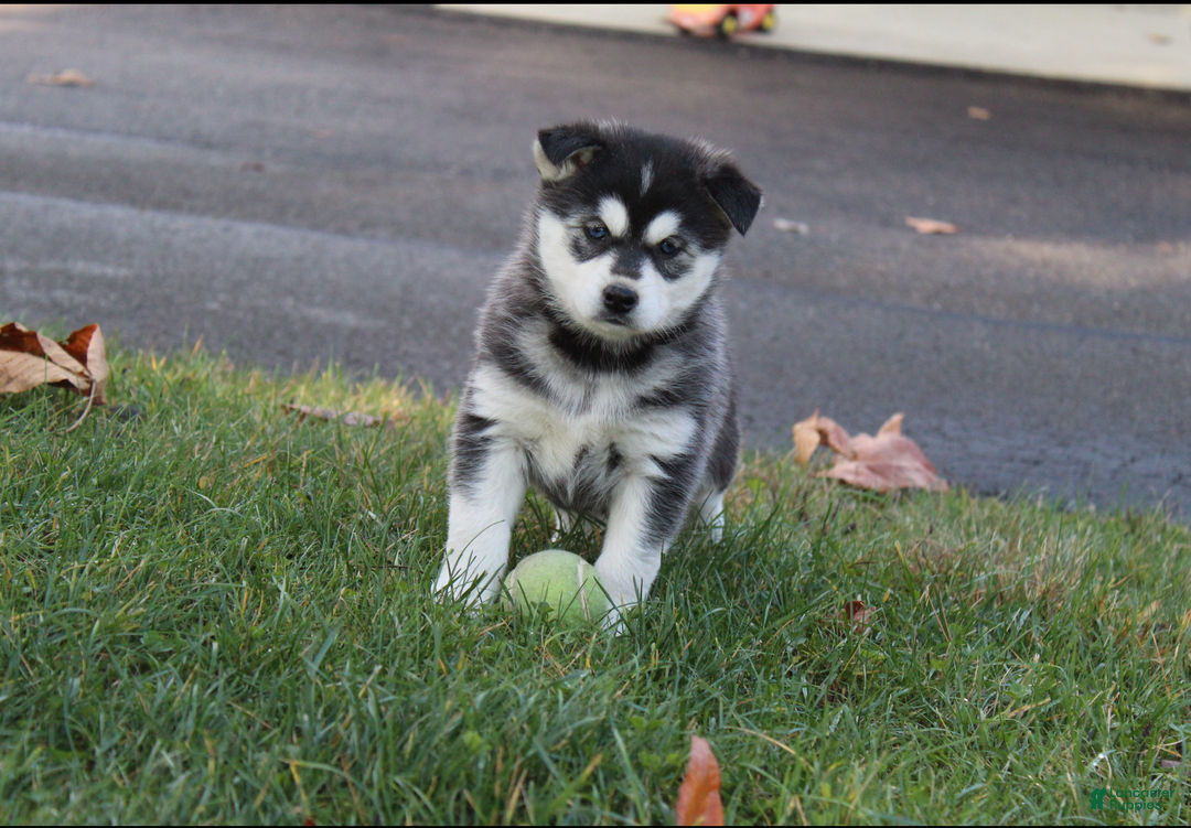Siberian Husky dogs for sale: Midnight - Ad 6