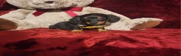 Miniature Dachshund dogs for sale: LITTLE INDY - Ad 2