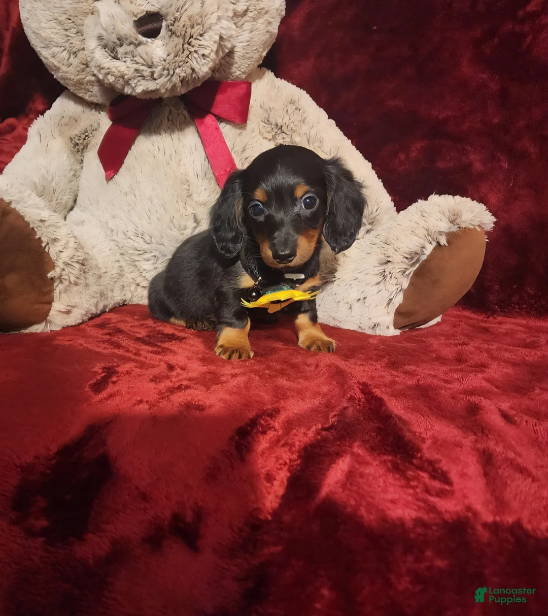 Miniature Dachshund dogs for sale: LITTLE INDY - Ad 2