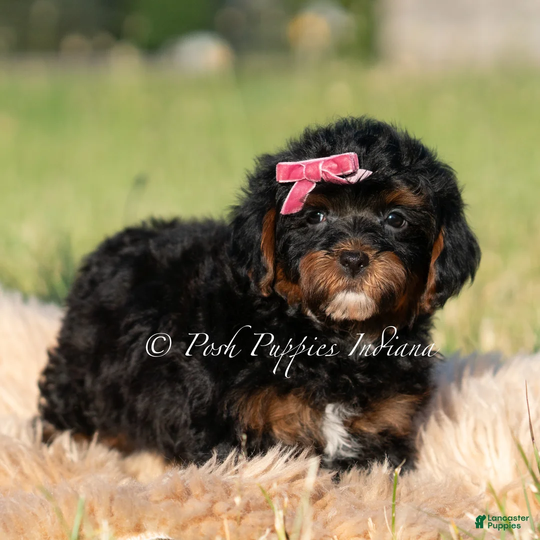 Maltipoo dogs for sale: Cider F1 - Ad 2