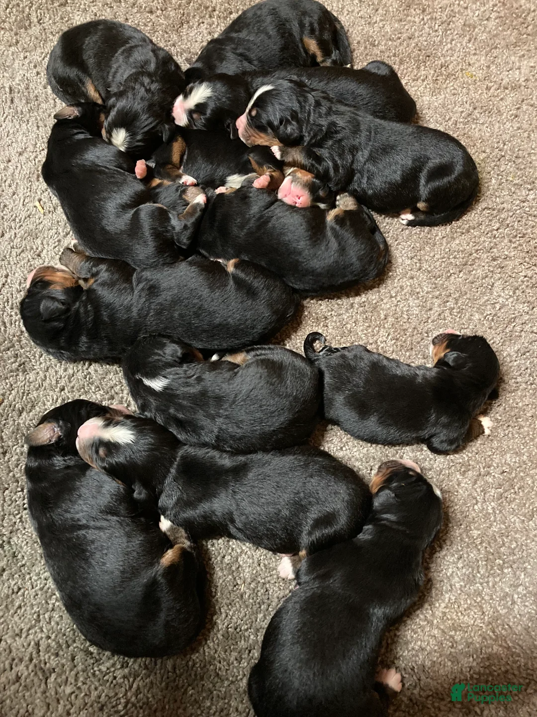 Bernese Mountain Dog dogs for sale: Bernese Mountain Dog Puppy 7 - Ad 1