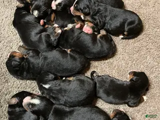 Bernese Mountain Dog dogs for sale: Bernese Mountain Dog Puppy 7 - Ad 1
