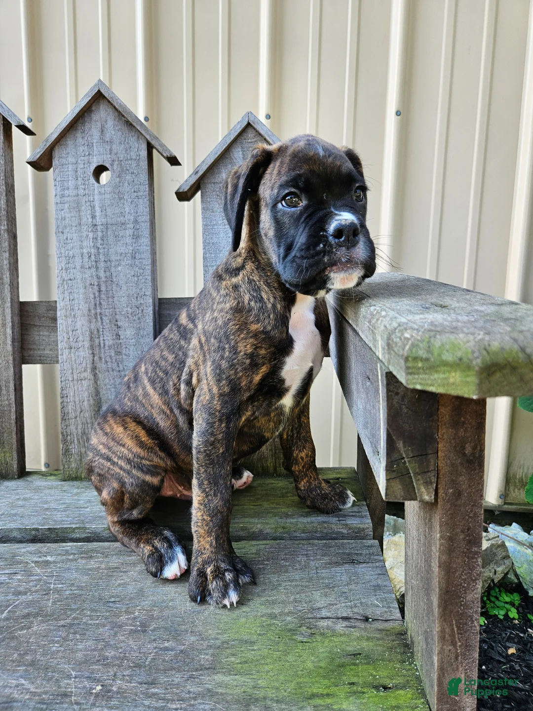 Boxer dogs for sale: Roscoe - Ad 1