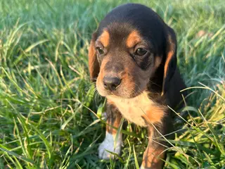 Beagle dogs Leo - Ad 5