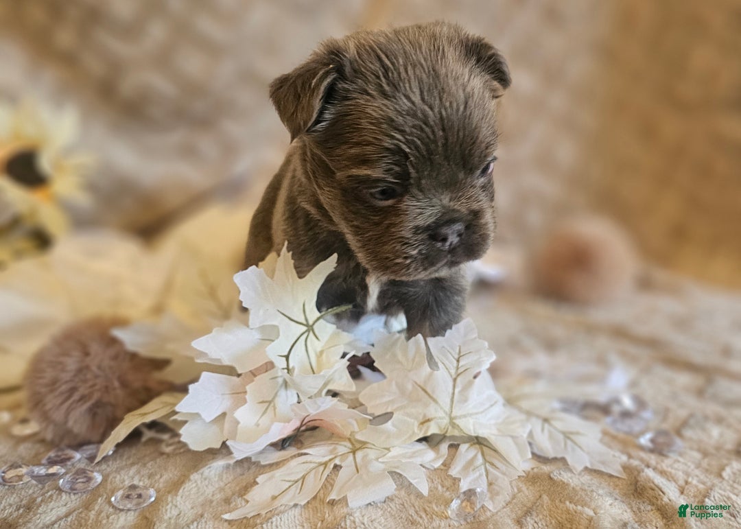 French Bulldog dogs for sale: Biscotti AKC Fluffy  - Ad 9