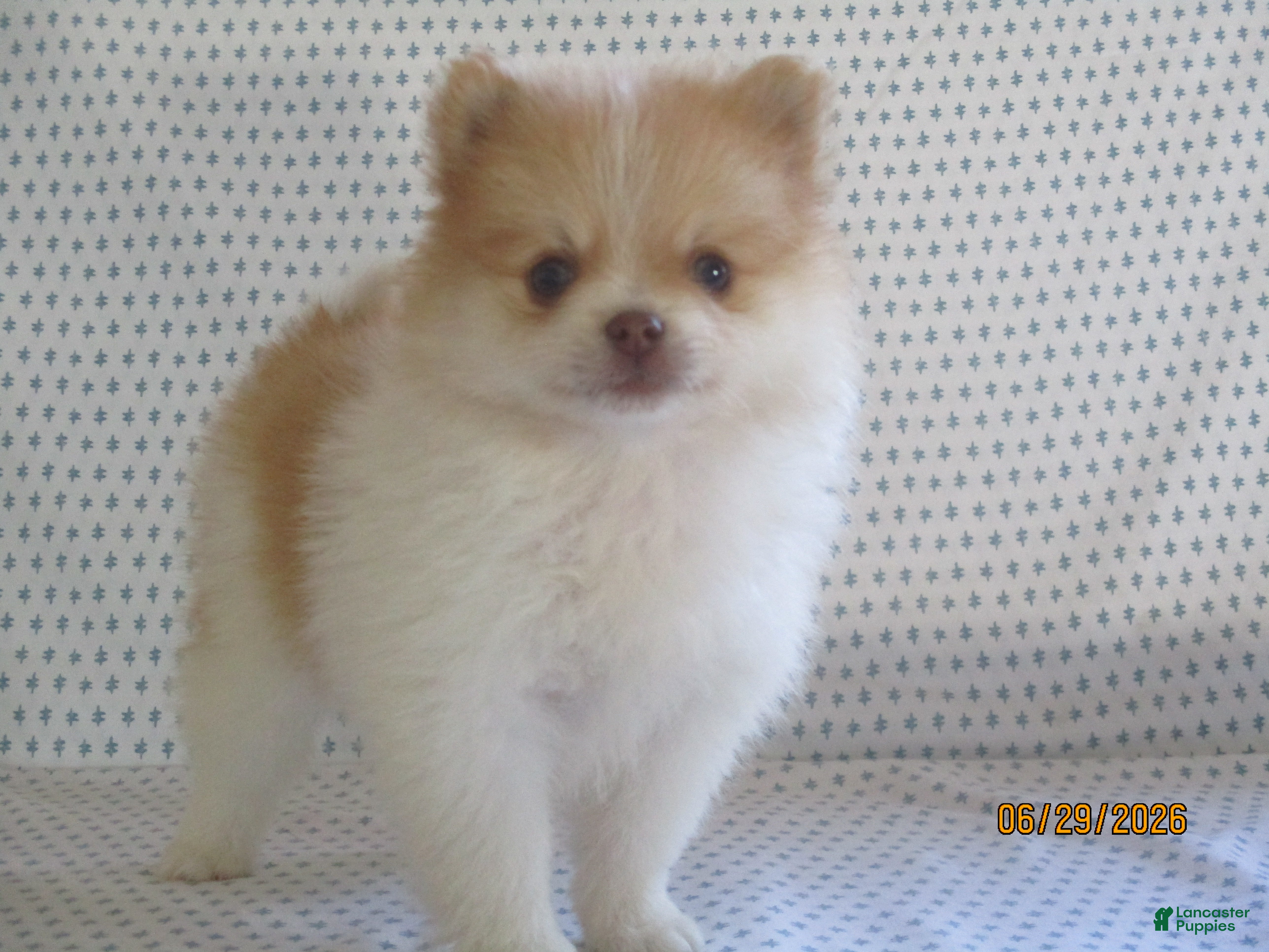 Pomeranian dogs Karla - Ad 2