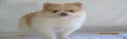 Pomeranian dogs for sale: Karla - Ad 2