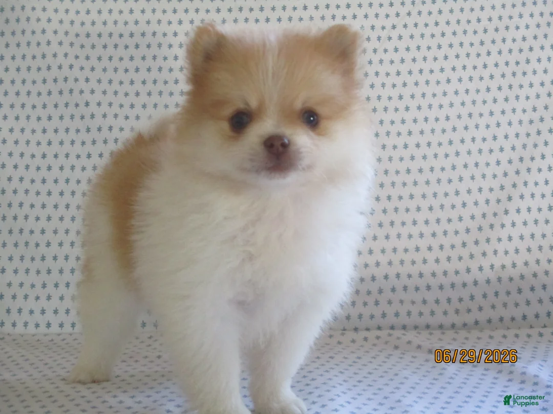Pomeranian dogs for sale: Karla - Ad 2