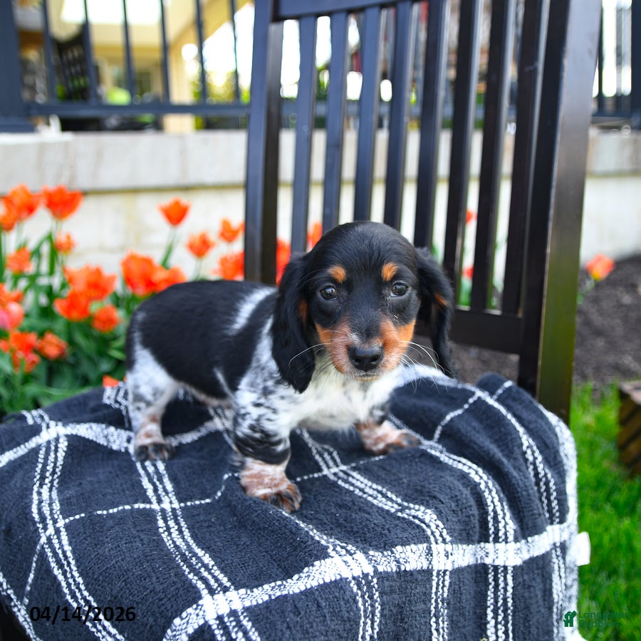 Miniature Dachshund dogs Dallas - Ad 2