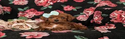 Cockapoo dogs for sale: Hayley Hypoallergenic - Ad 7
