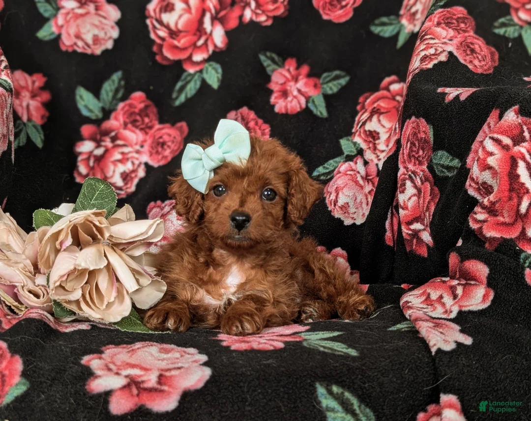 Cockapoo dogs for sale: Hayley Hypoallergenic - Ad 7
