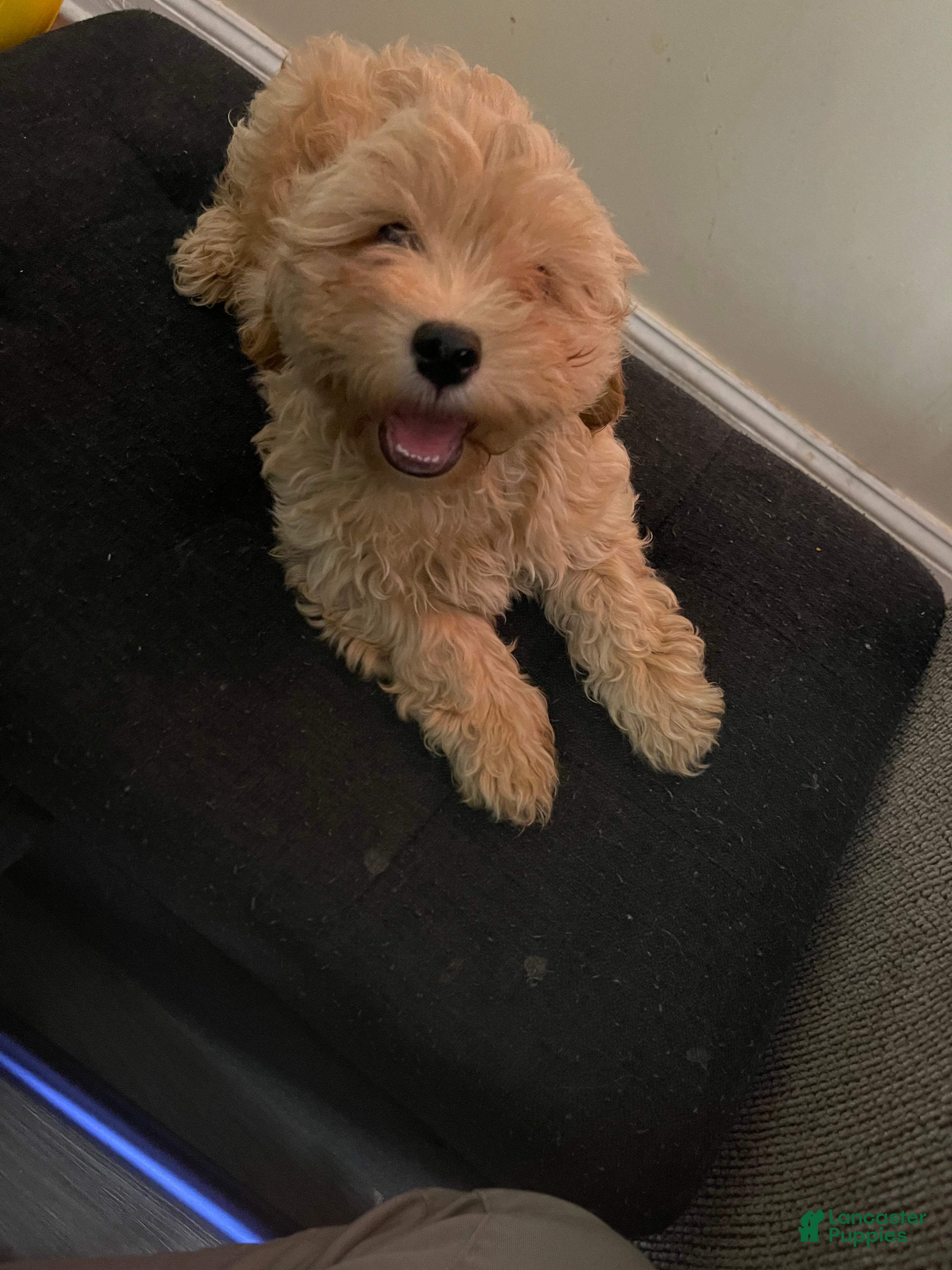 Mixed Breed dogs Mixed Breed 1 - Ad 5