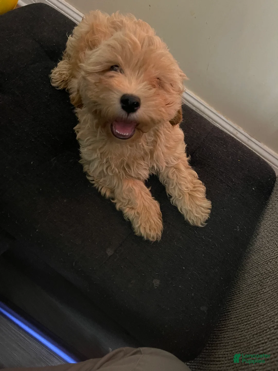 Mixed Breed dogs for sale: Mixed Breed 1 - Ad 1
