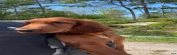 Irish Setter dogs for sale: Orange collar  - Ad 3