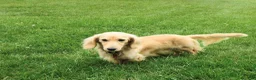 Miniature Dachshund dogs for sale: Toby - Ad 7