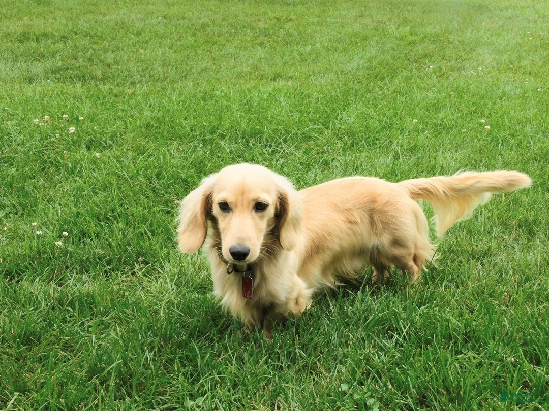 Miniature Dachshund dogs for sale: Toby - Ad 7