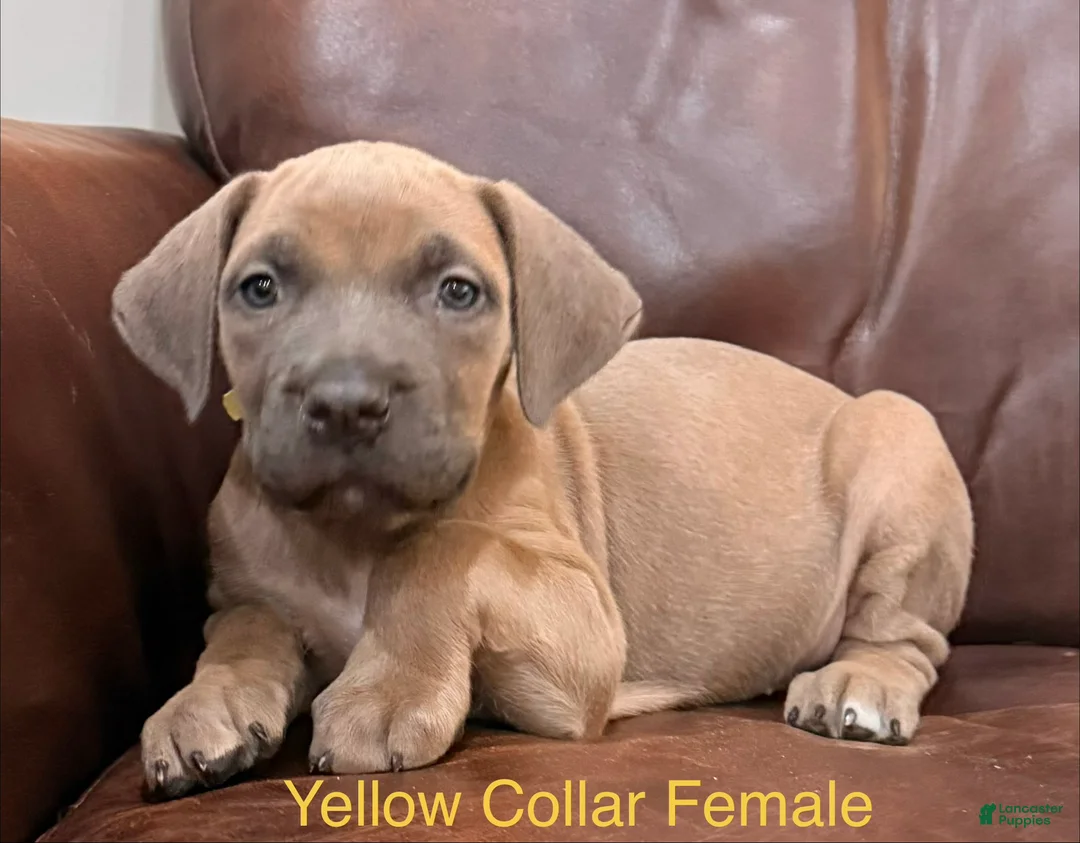 Cane Corso dogs for sale: Cane Corso F Puppy Yellow Collar  - Ad 2