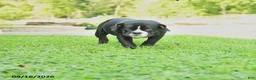 Olde English Bulldogge dogs for sale: Diesel - Ad 3