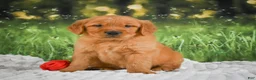 Golden Retriever dogs for sale: Kobe - Ad 7