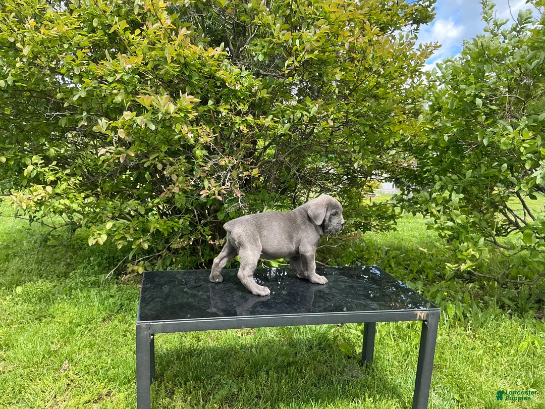 Cane Corso dogs for sale: Cane Corso Puppy 6 - Ad 2