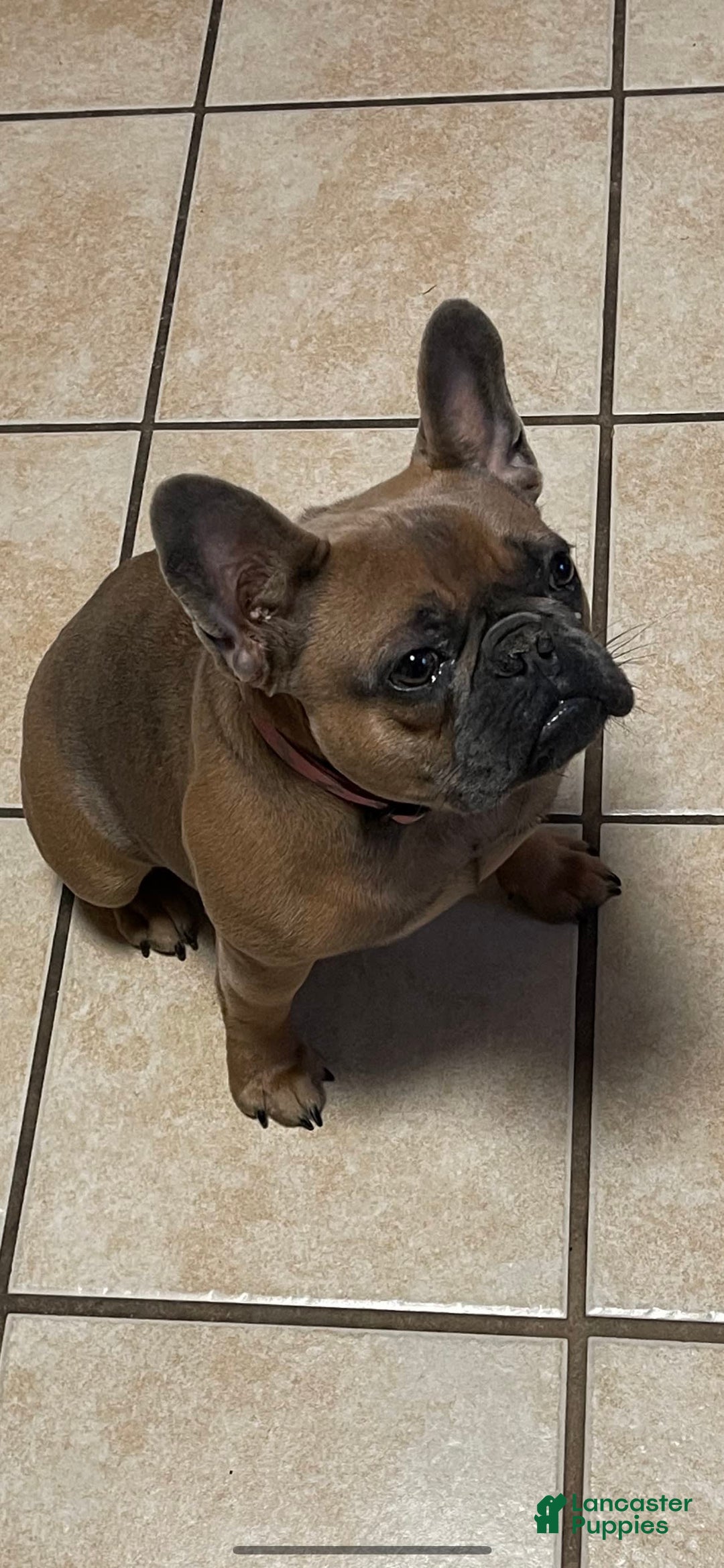 Gallery Image {{count}}