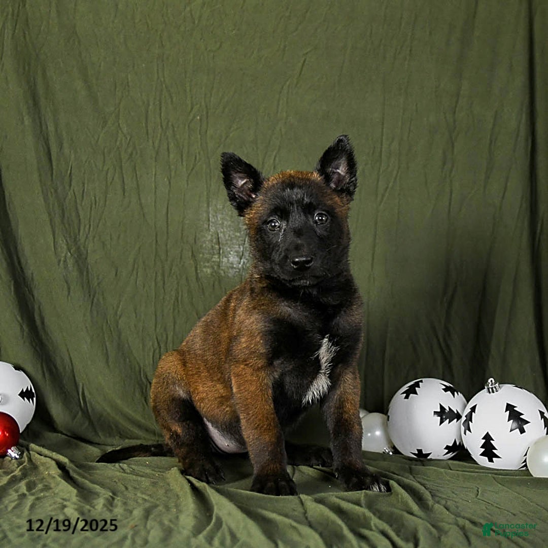 Belgian Malinois dogs for sale: Oaklee - Ad 4