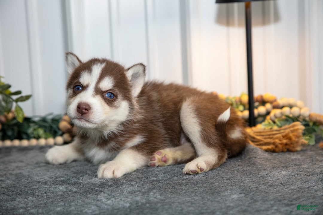 Siberian Husky dogs for sale: Thorn - Ad 3