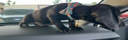 Dachshund dogs for sale: Dachshund Puppy 1 - Ad 6