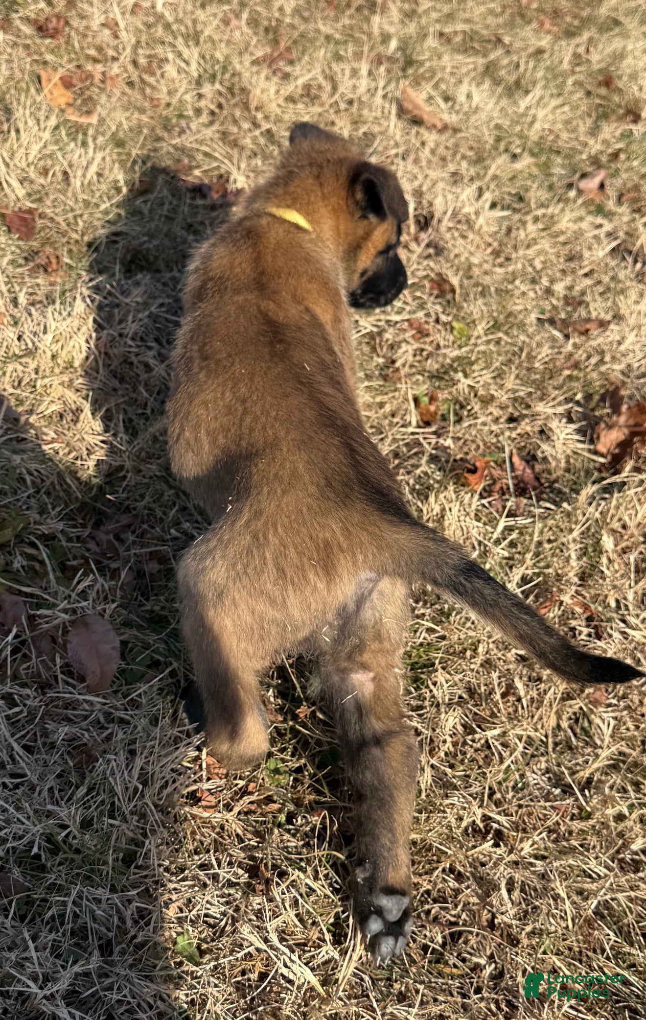 Belgian Malinois dogs Belgian Malinois Puppy 9 - Ad 2