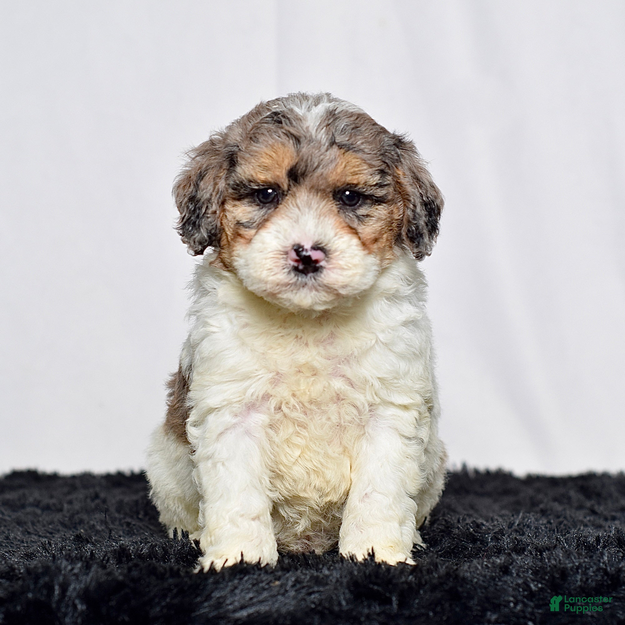Mini Goldendoodle dogs for sale: Mr. Kirk - Ad 2