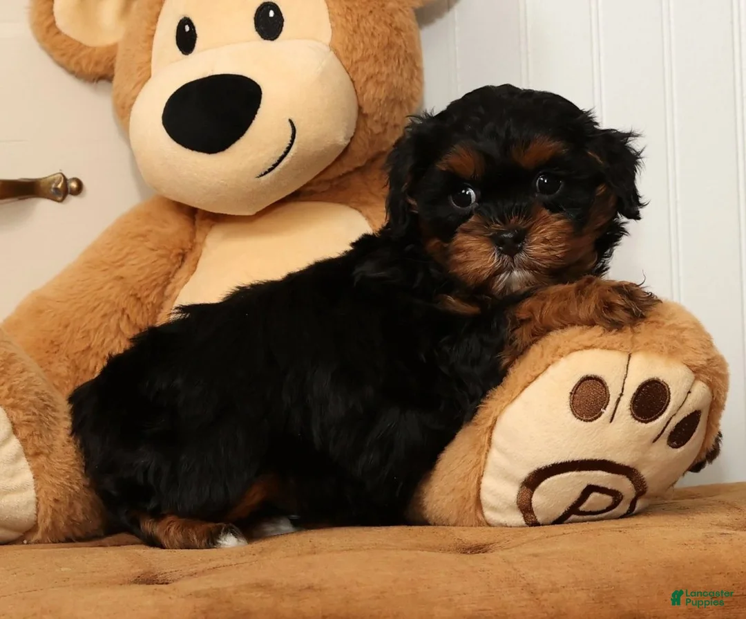 Shihpoo dogs for sale: Maddie - Ad 4