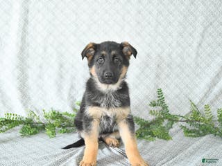 German Shepherd dogs Maggy - Ad 12