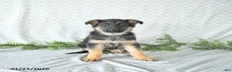 German Shepherd dogs for sale: Maggy - Ad 1