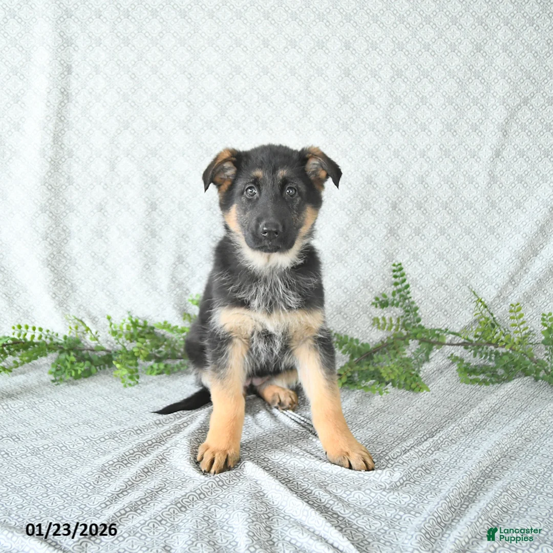 German Shepherd dogs for sale: Maggy - Ad 1