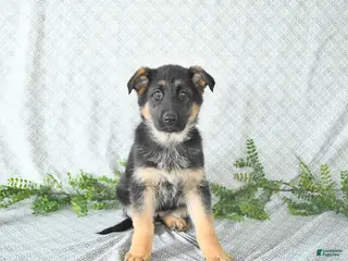 German Shepherd dogs Maggy - Ad 14