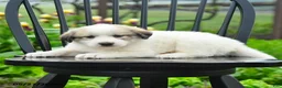 Great Pyrenees dogs for sale: Praline - Ad 2