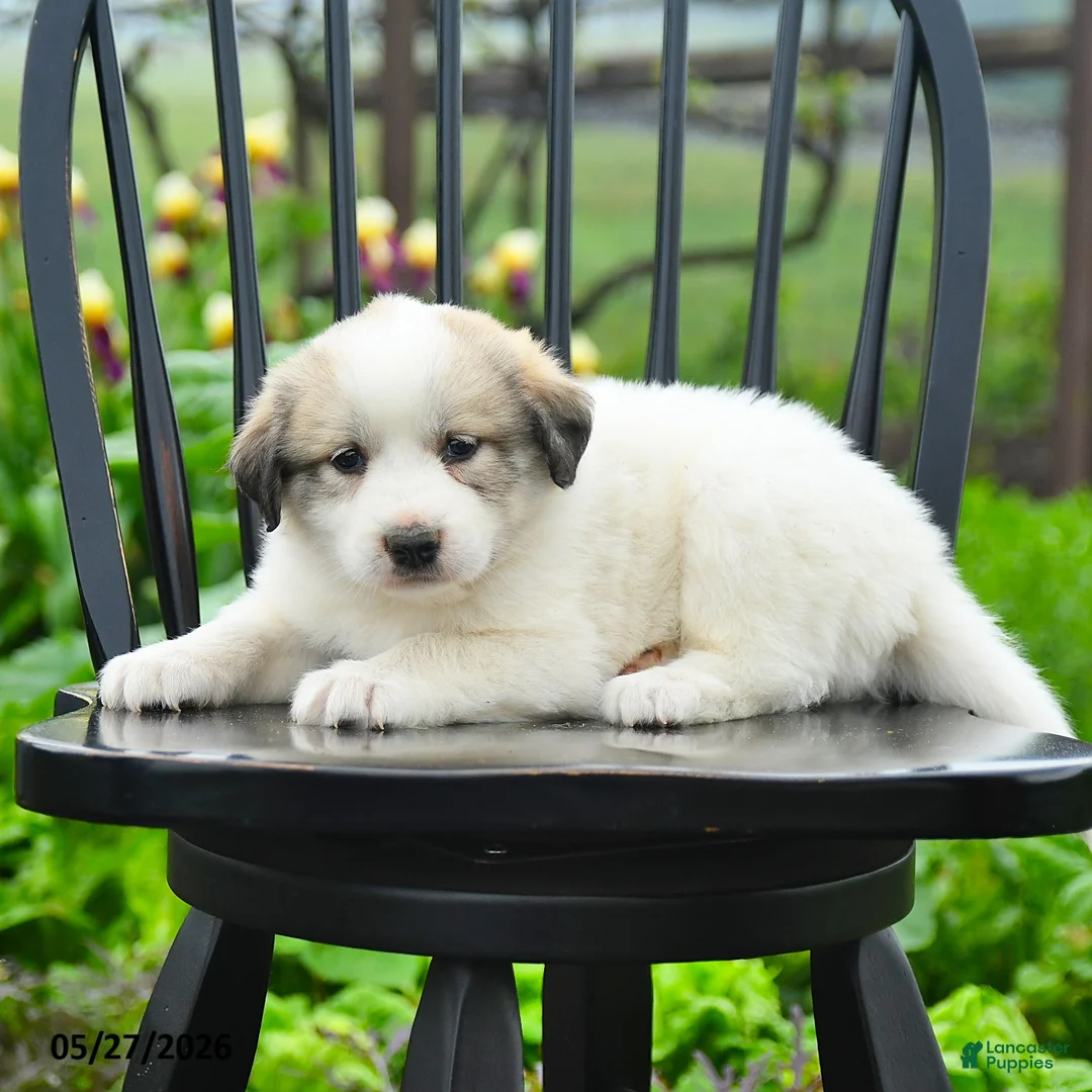 Great Pyrenees dogs for sale: Praline - Ad 2