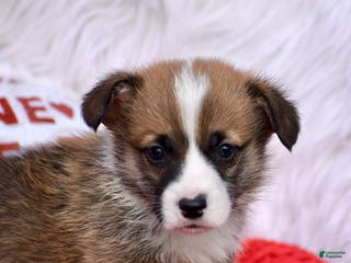 Welsh Corgi Pembroke dogs Welsh Corgi Pembroke Puppy 1 - Ad 1