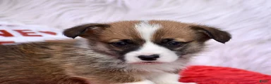 Welsh Corgi Pembroke Puppy 1