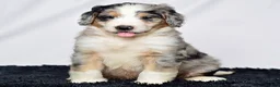 Bernedoodle dogs for sale: Mr. Hector - Ad 3