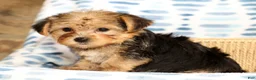 Yorkshire Terrier dogs for sale: Ginger - Ad 6