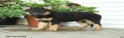 Gerberian Shepsky dogs for sale: Tucker - Ad 4