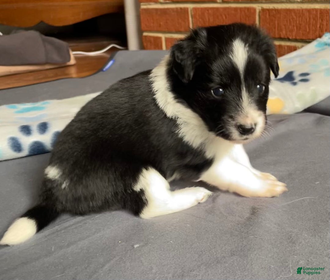 Mixed Breed dogs for sale: Spot.   - Ad 2