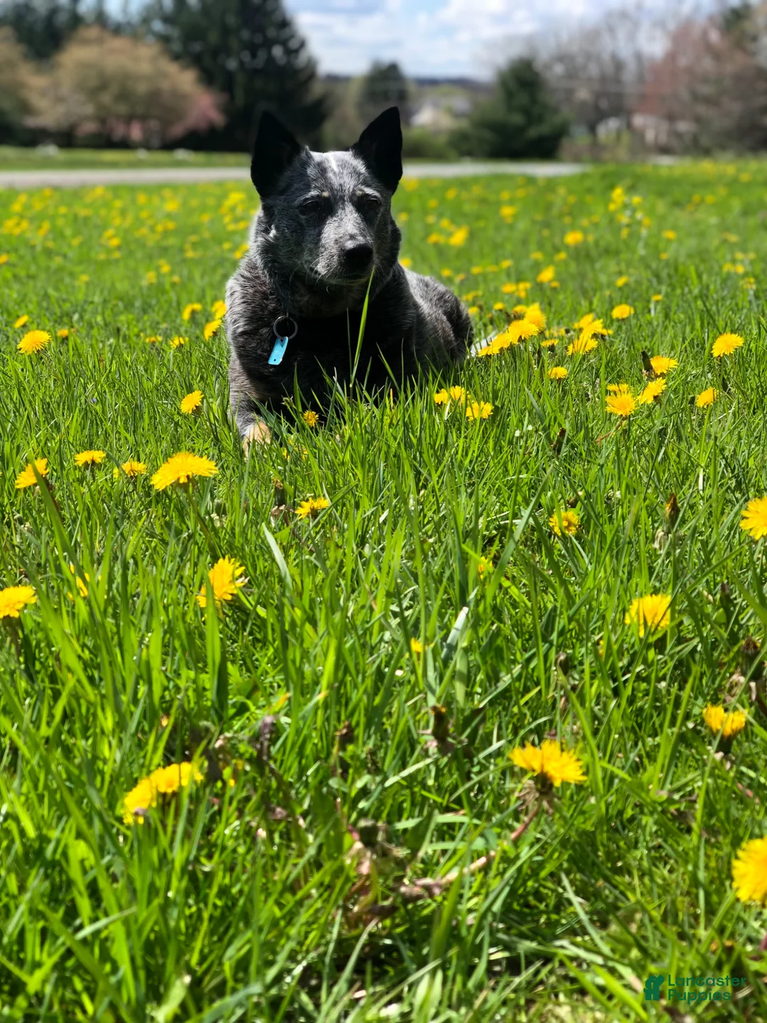 Mixed Breed dogs for sale: Jaxon - Ad 2