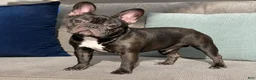 French Bulldog dogs for sale: Mellow - Ad 6