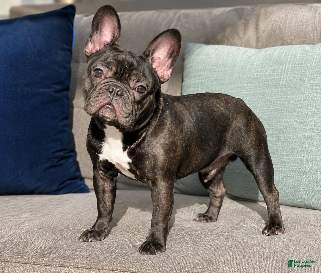 French Bulldog dogs for sale: Maverick - Ad 6