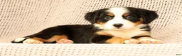 Bernese Mountain Dog dogs for sale: Cassie - Ad 5