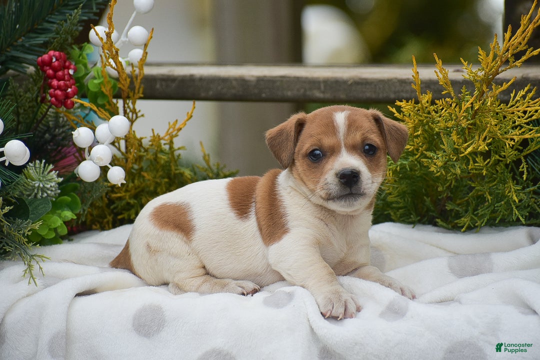 Jack Russell Terrier dogs for sale: Pinto - Ad 6